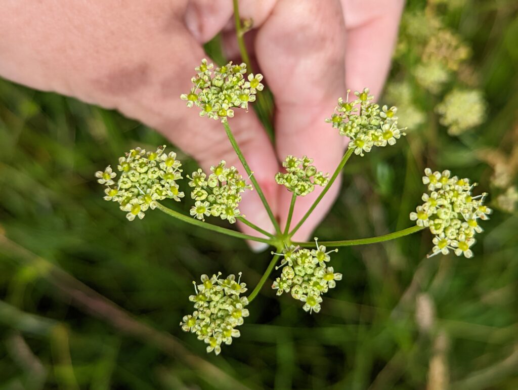 A hand holding a wild plant