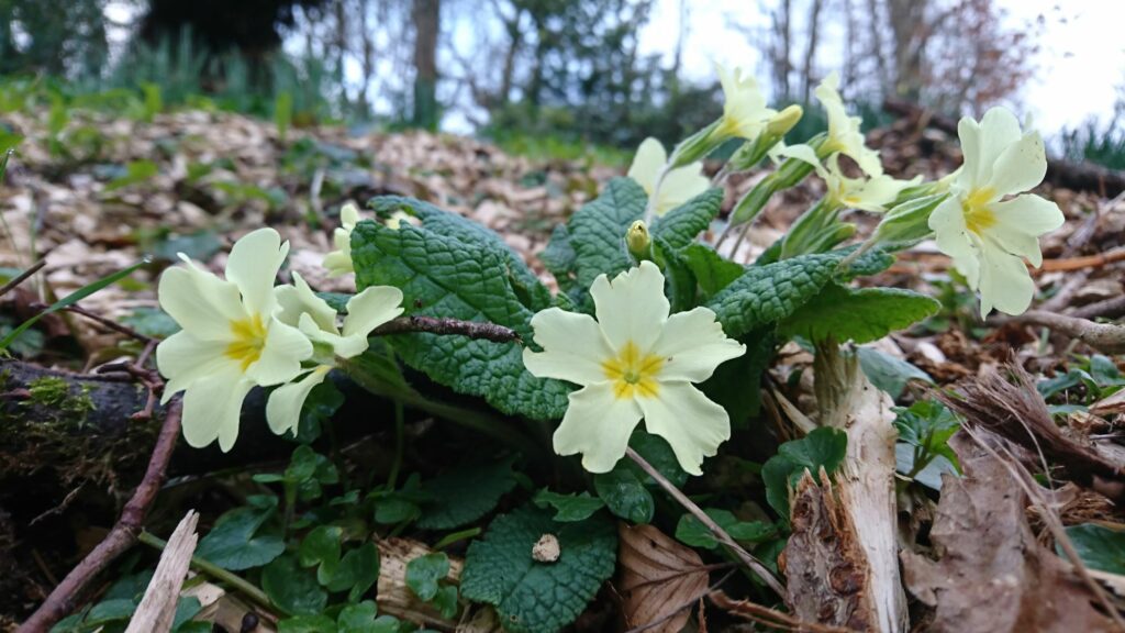 A group of Primrose flowers in a woodland verge