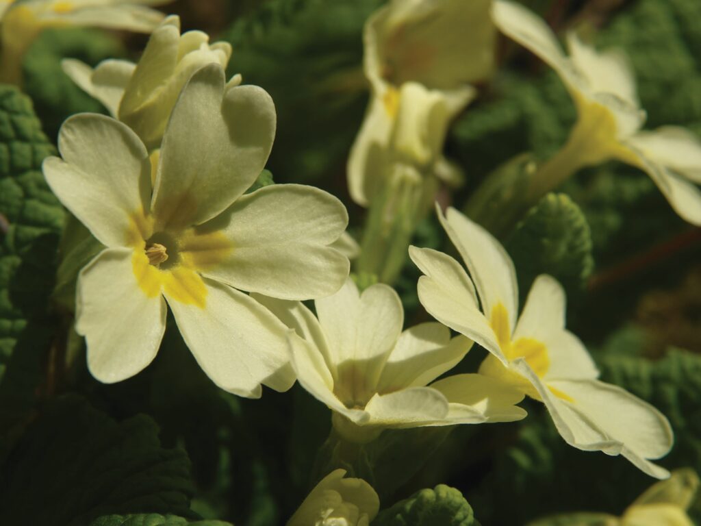 A close up of a yellow Primrose flower head