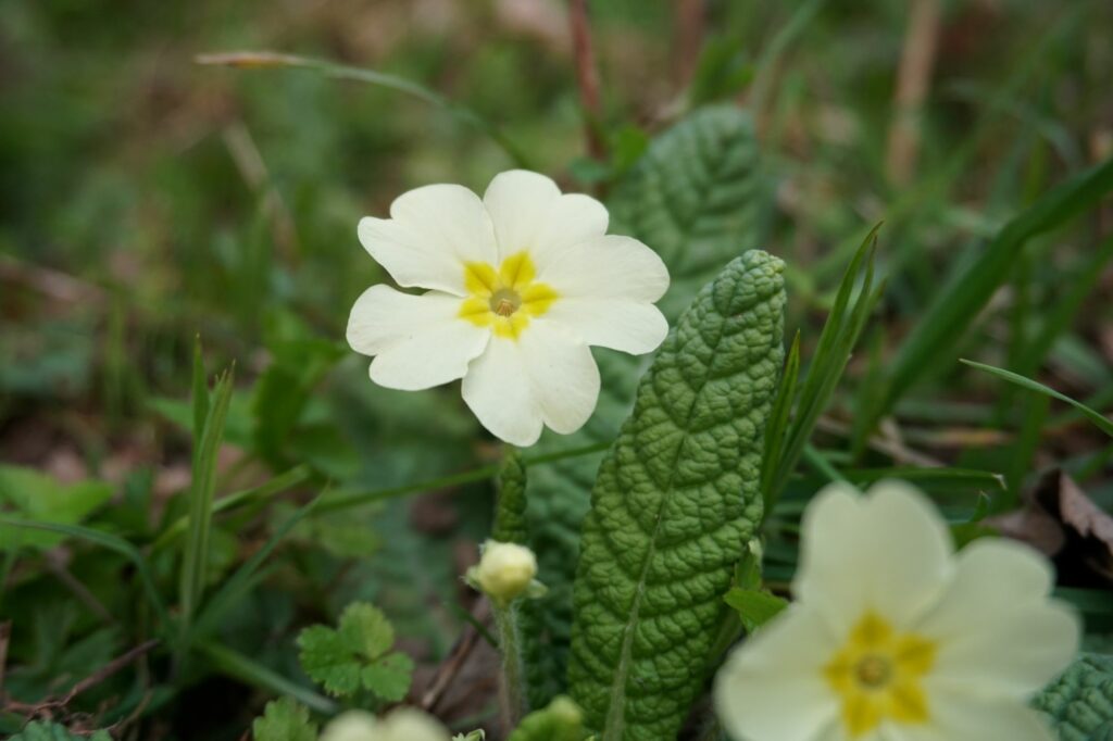 A close up of a yellow Primrose flower head