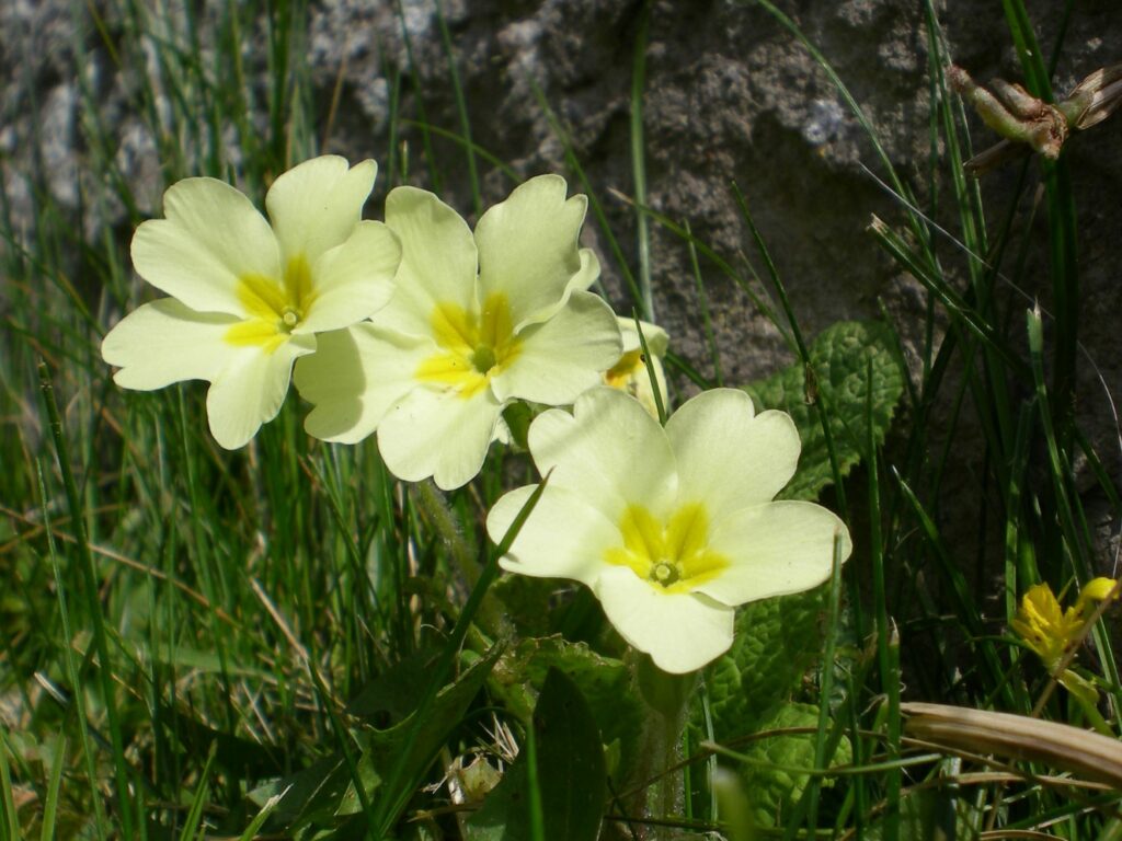 A close up of 3 yellow Primrose flower heads