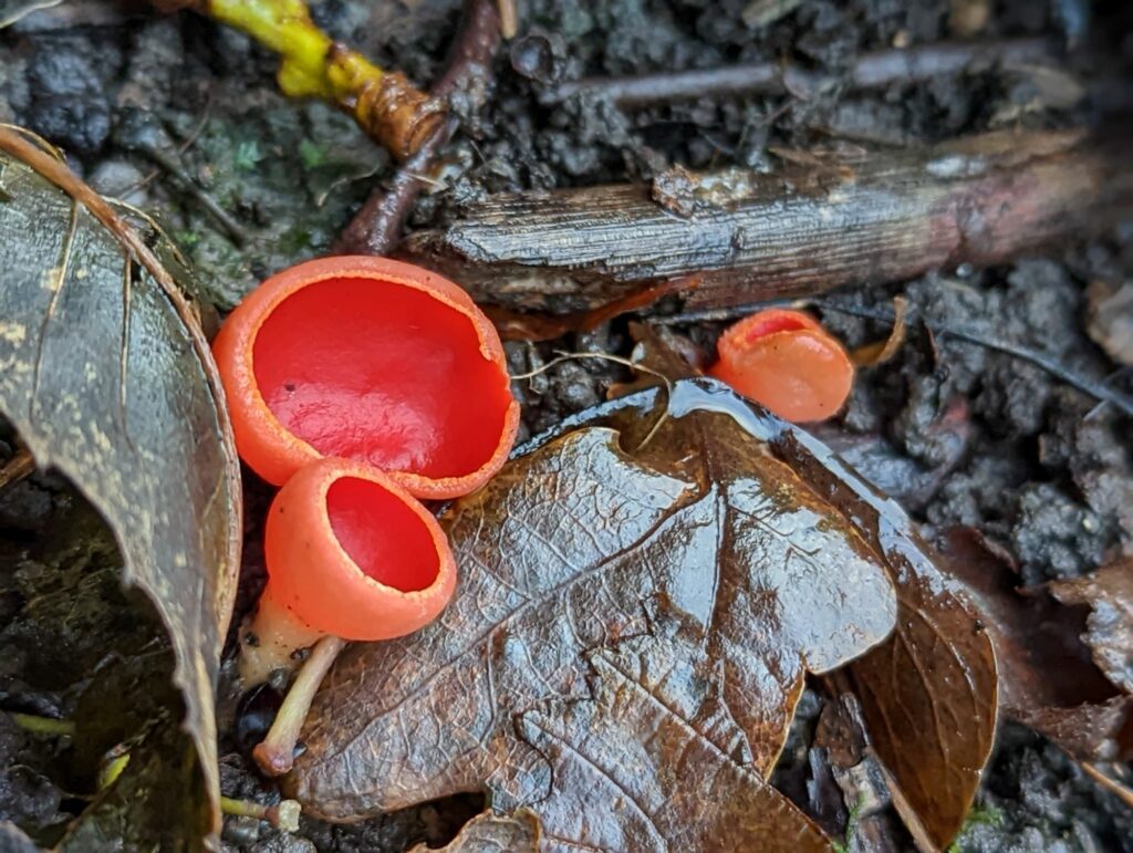 Scarlet Elfcup