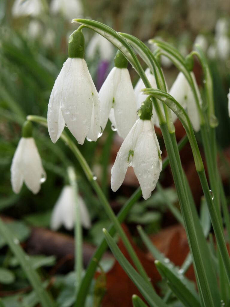 Snowdrops