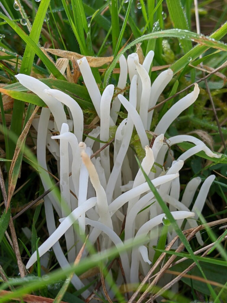 White Spindles