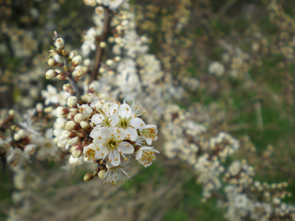 Trailing cluster of white blossom of the Blackthorn