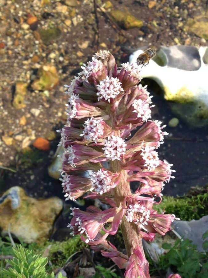 Butterbur on background of rocks and dirt