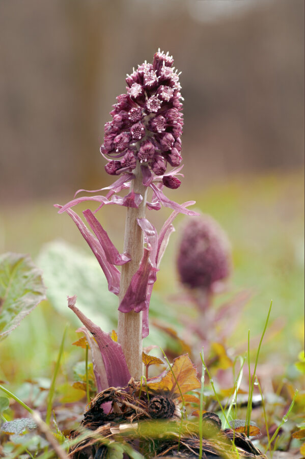 Bright pink-purple Butterbur in focus on blurred background