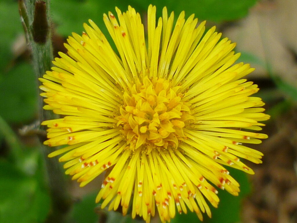 Colt's-foot flower with yellow petals, each with orange markings at the tip