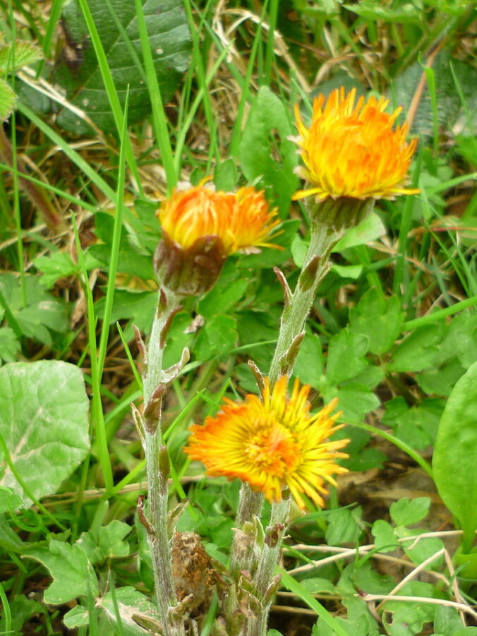Three orange-yellow Colt's-foot flowers