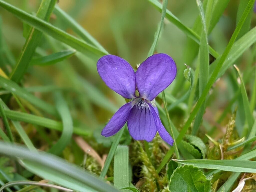 Are wild violets poisonous to dogs cheap