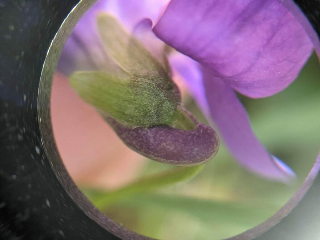 Magnified Early Dog-violet petals and budding flower viewed through a lens