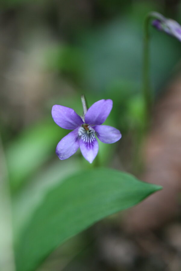 Five-petalled Early Dog-violet flower on a background of blurred leaves, with a second budding flower out of focus