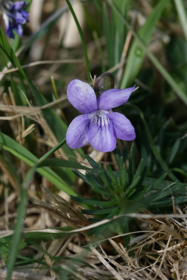 Early Dog-violet flower with five petalled, some of which have a slightly white mottled pattern on the purple petals