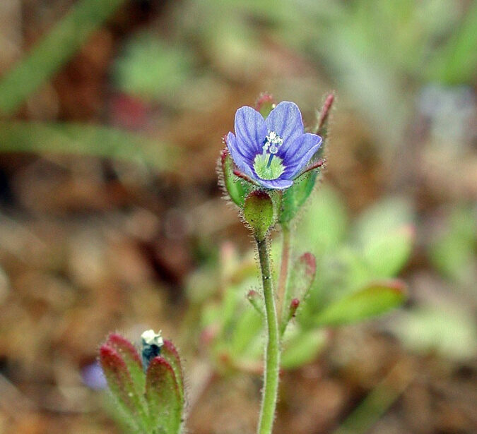 Fingered Speedwell flower with blue petals in its bracts.