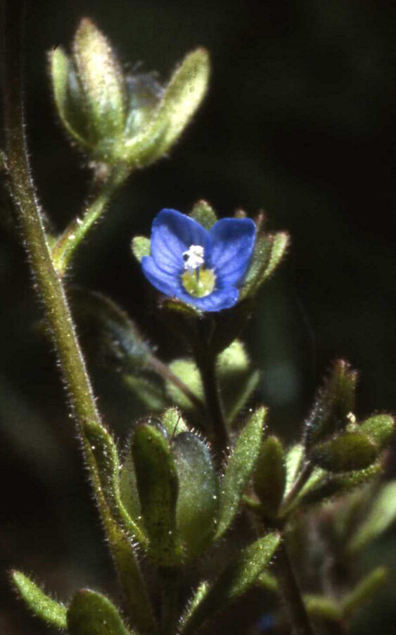 Single Fingered Speedwell flower among its bracts, surrounded by parallel-fingered lobes.