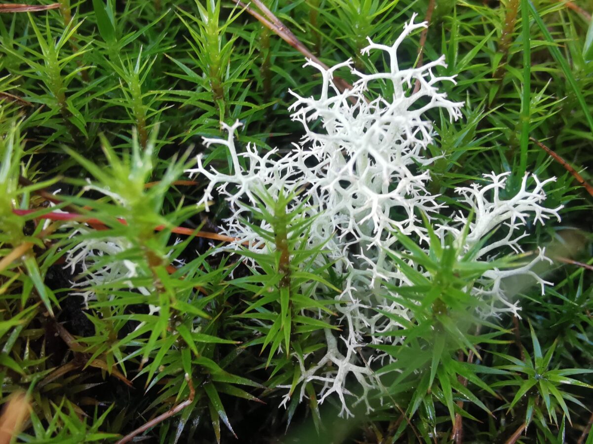 Reindeer Moss - Plantlife