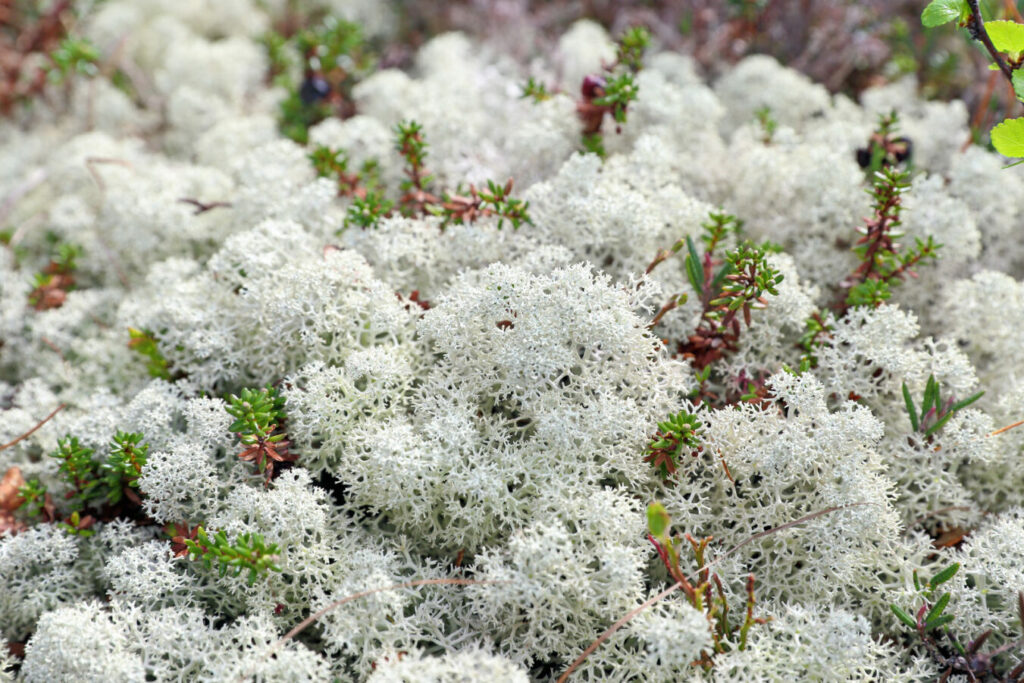 Bright white Reindeer Moss surrounding green plants