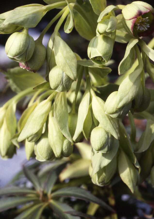 Mostly green Stinking Hellebore flowers with pink-purple lining visible on the sepals