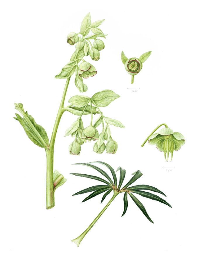 Scientific illustration of the Stinking Hellebore with detail on flowers and leaves, as well as faint, illegible measurements