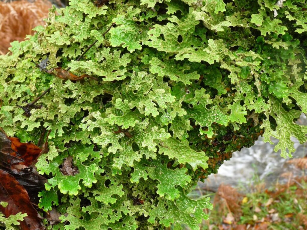 Tree Lungwort spanning entire branch of ancient tree