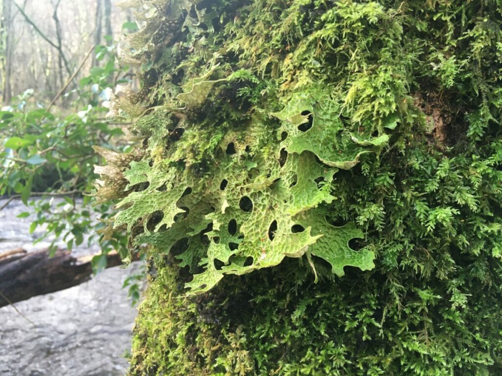 Cluster of Tree Lungwort growing on large tree trunk in woodland