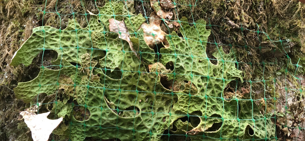 Tree Lungwort growing on tree trunk, protected by artificial green mesh