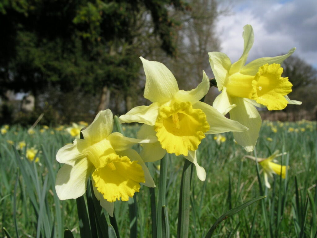 Three Daffodils in a large Daffodil meadow on the edge of a woodland