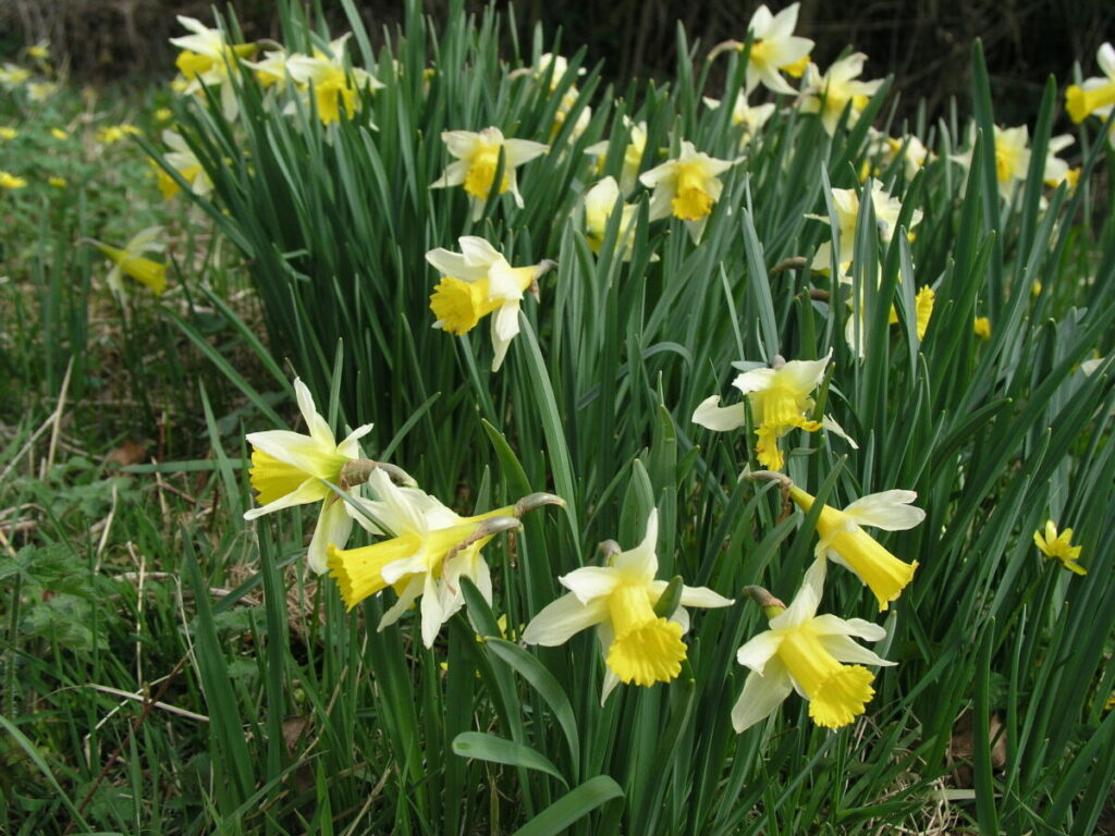 Several Daffodils amongst long and short grass