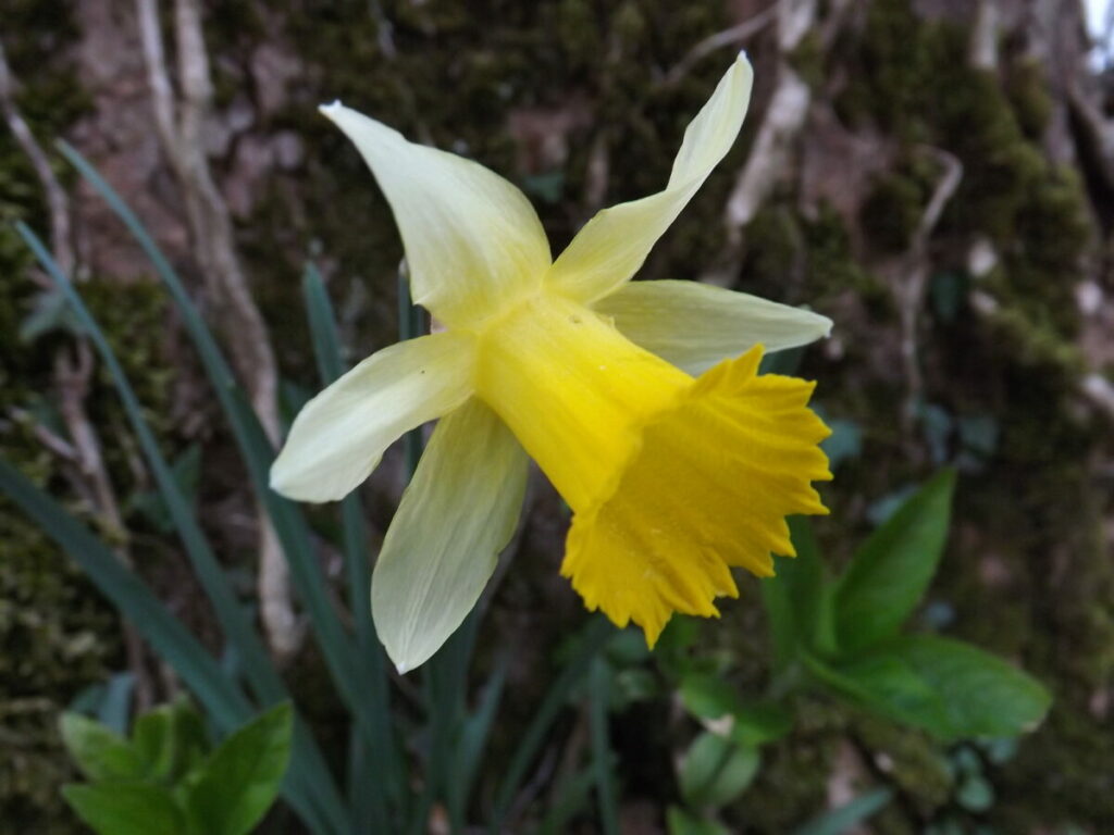 One Daffodil flower with pale petals and a bright yellow tube