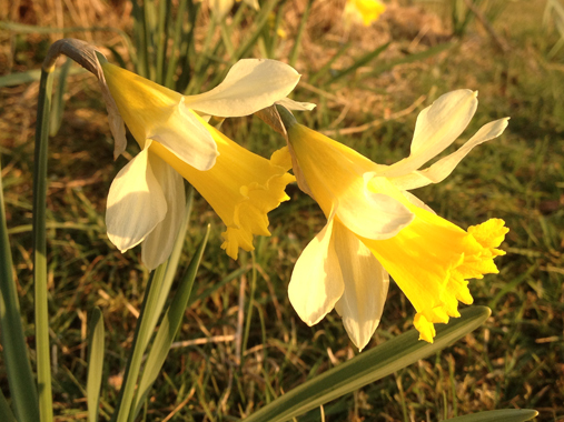 Two Daffodils in the evening sunshine