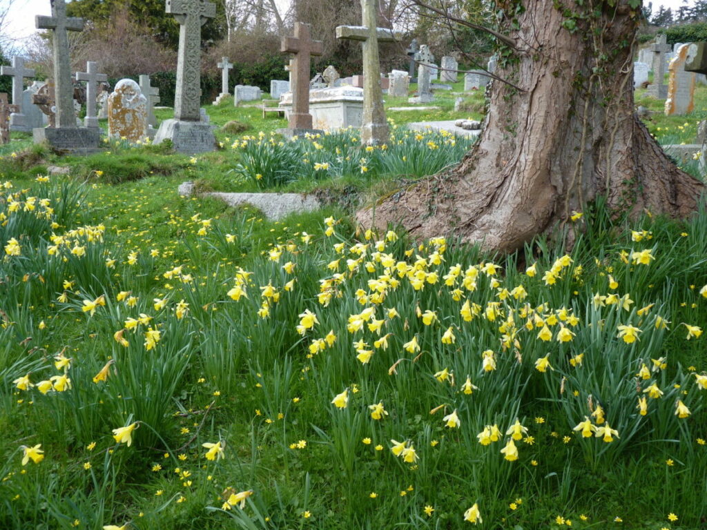 Several Daffodils amongst grave stones in a churchyard, surrounding a large tree
