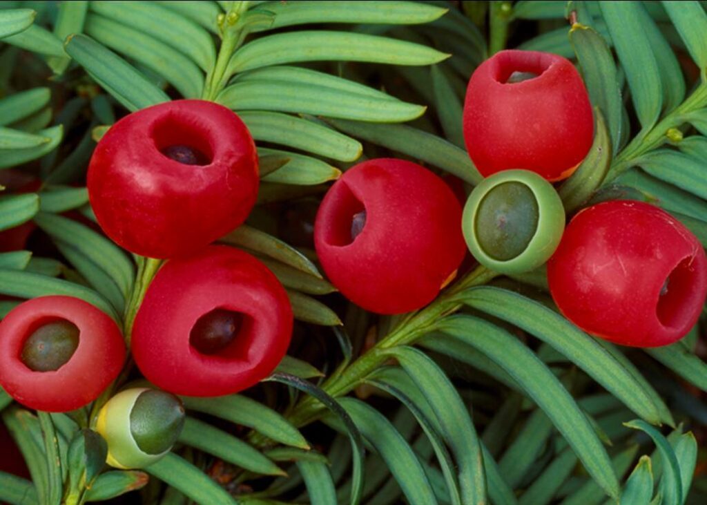 Six red Yew berries alongside two younger green berries