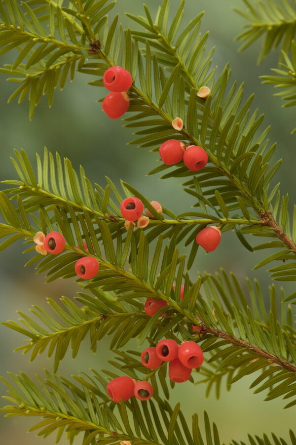 Clusters of red berried on branches of the Yew in a warm light