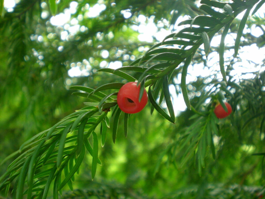 Two bright red berries on the green branches of the Yew