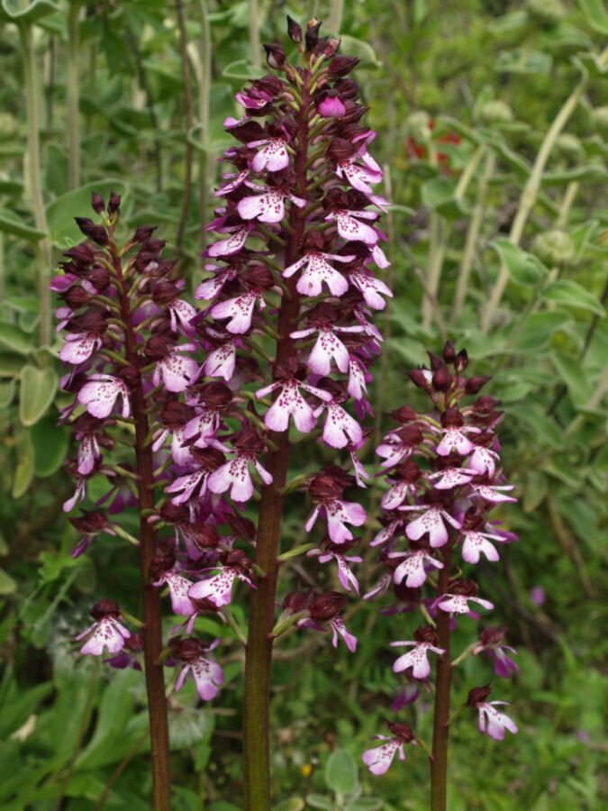 Close up of multiple pink-purple Lady Orchids amongst foliage