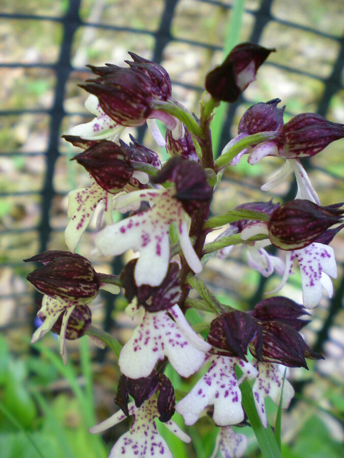 Close up of lady orchids with white-purple flowers in front of wire fencing