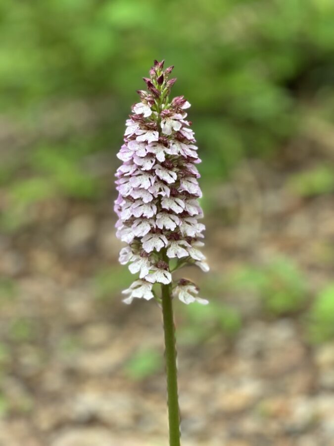 A single white-purple lady orchid flower spike on a blurred background