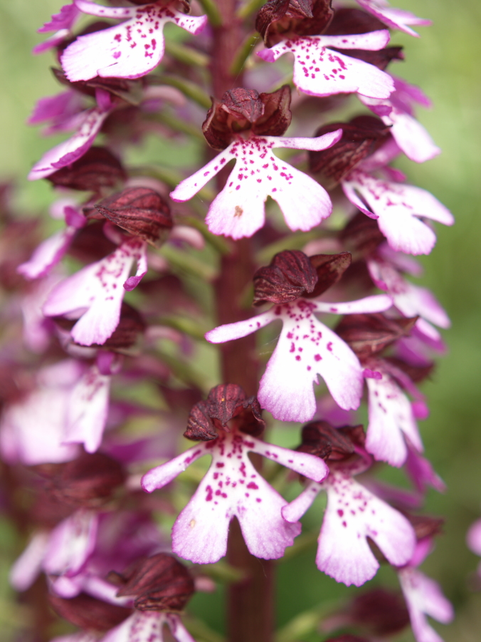 Close-up of bright pink-purple lady orchid flowers