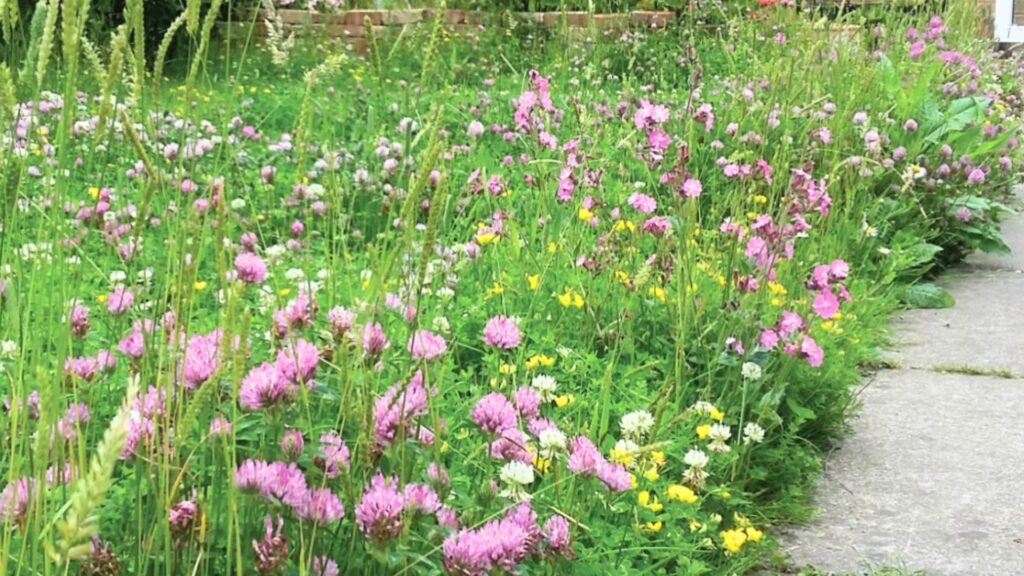 wildflower lawn