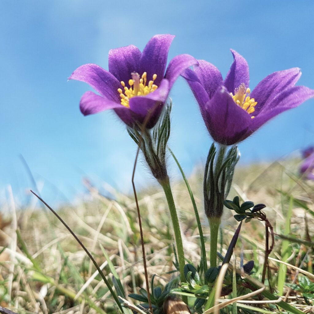 two purple flowers