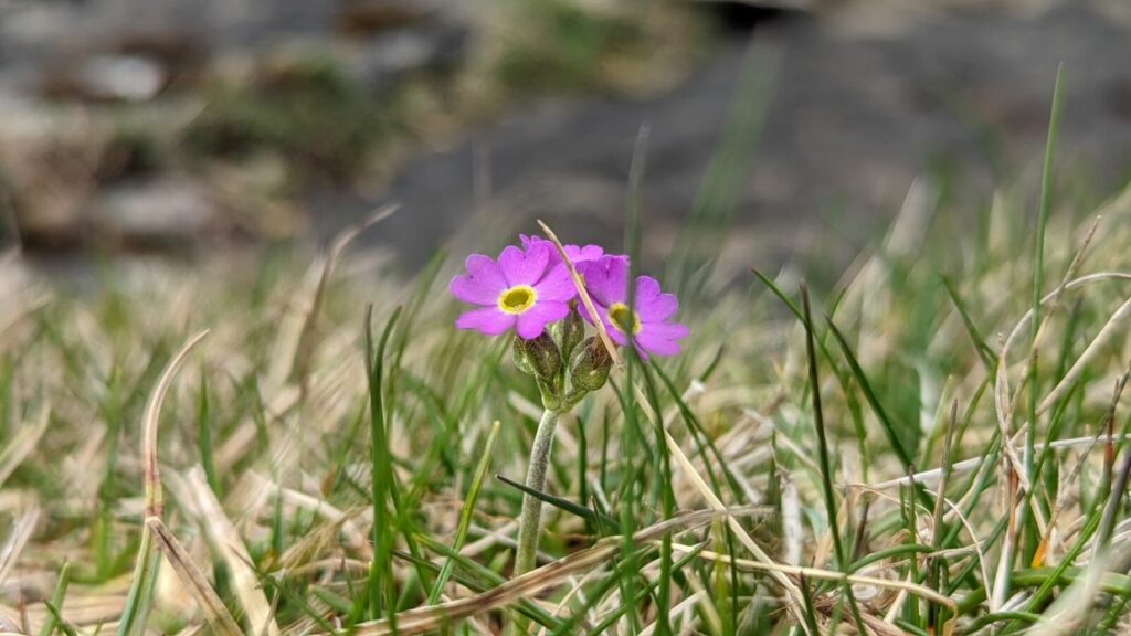 A Scottish Primrose with three bright pink flower heads amongst grass