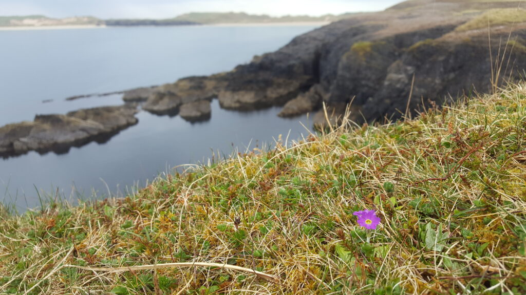 Scottish Primrose in foreground with rocks and a body of water in the background