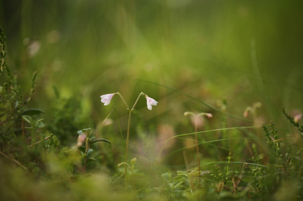 Single twinflower on blurred background of foliage