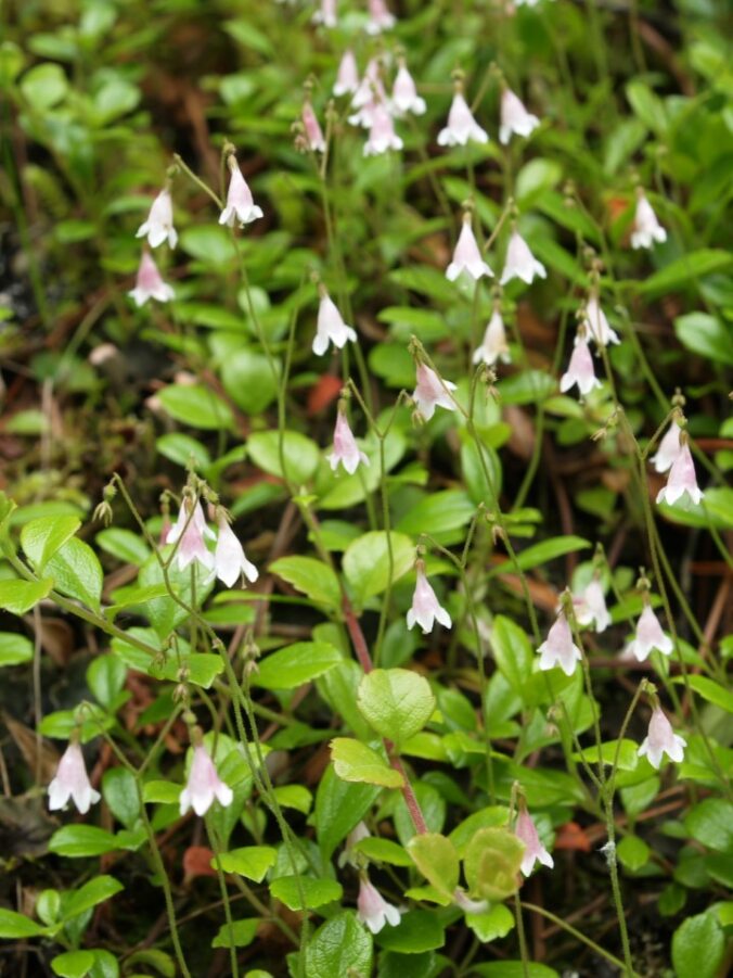 Several twinflowers amongst leaves