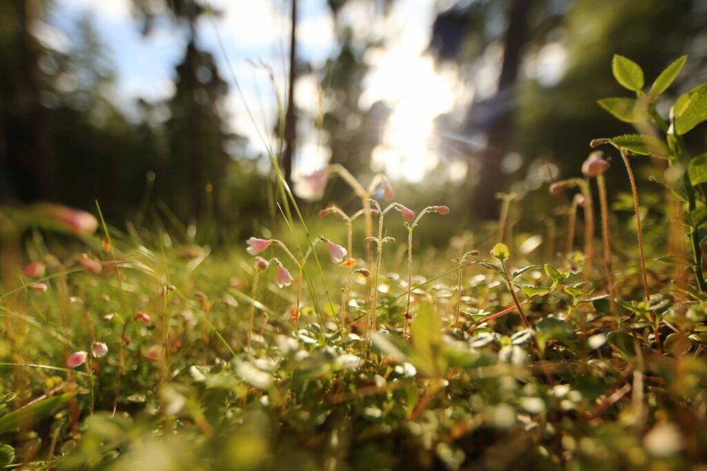 Twinflower on blurred background with sun casting the flower in warm light