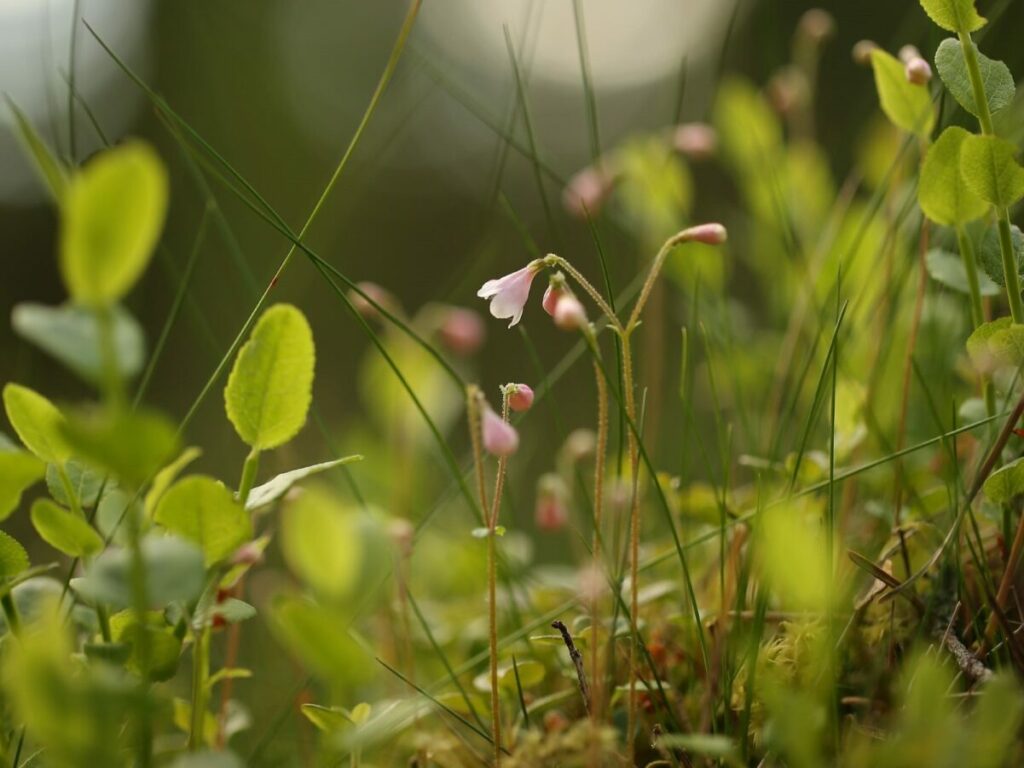 One of the two heads of a twinflower in bloom and in focus, with the other remaining closed