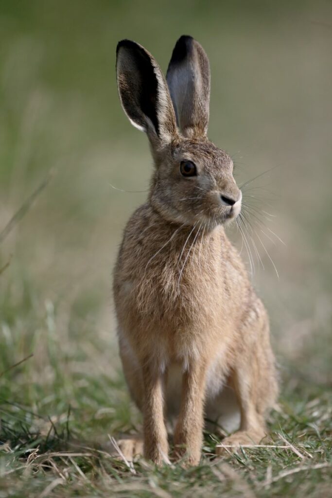 Brown hare