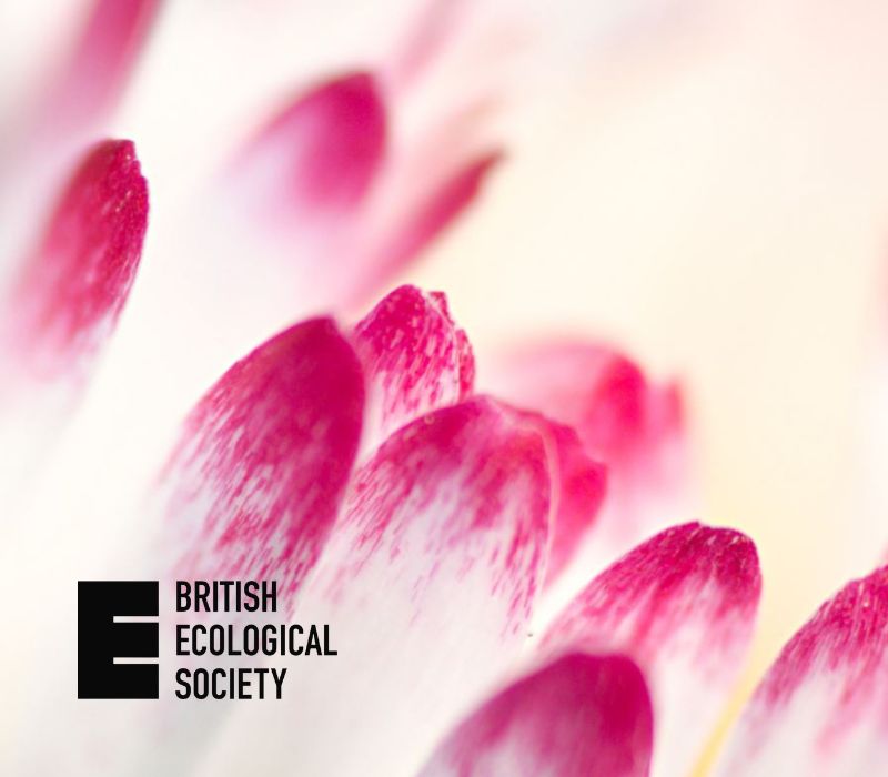 close up to daisies showing the pink tips