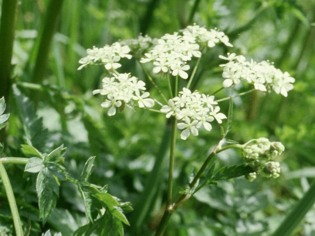 Cow Parsley Plantlife