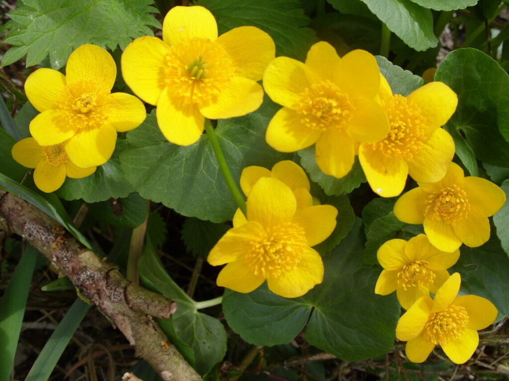 Ten bright yellow Marsh-marigold flowers